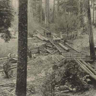 Photograph of logs skid road, Big Fall Creek, Oregon, 1903