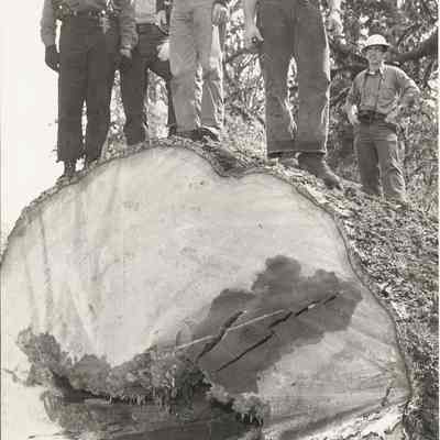 Photograph of Men Standing on a Log, Date Unknown