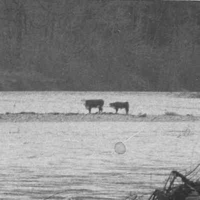 Photograph of stranded cow and calf, date unknown
