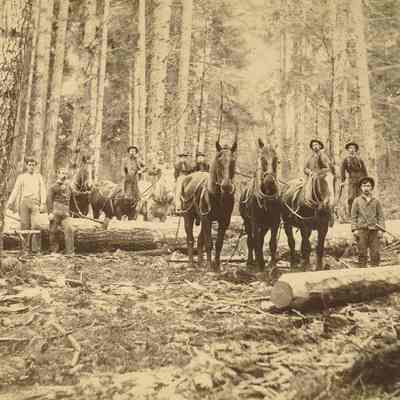 Photograph of people on logs and horses in the woods, circa 1890-1910