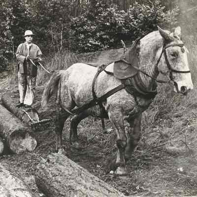 Photograph of Horse Logging