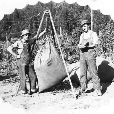 Photograph of two men weighing hop bags, 1913
