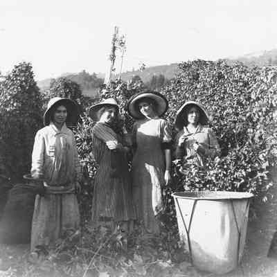 Sidwell Sisters picking hops, 1914