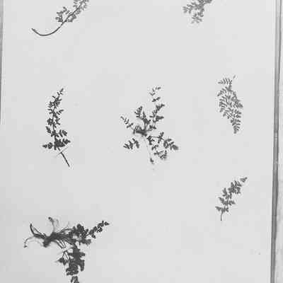 Photograph, Plants and Rocks - 6 photos