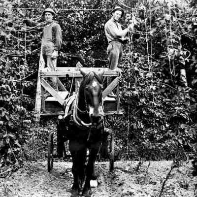Photograph of two stringers at work in hopyard