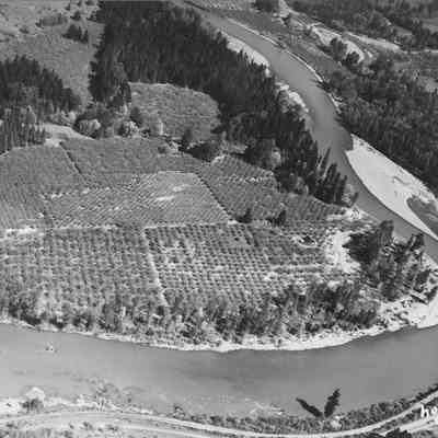 Aerial view of Dorris filbert orchard