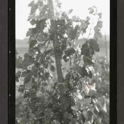 Photograph of a Vineyard, date unknown
