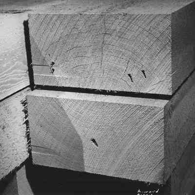 Photograph of New Cut Timbers, Date Unknown