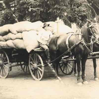 Photograph of Wagon Load of Hops with Drive, circa 1912