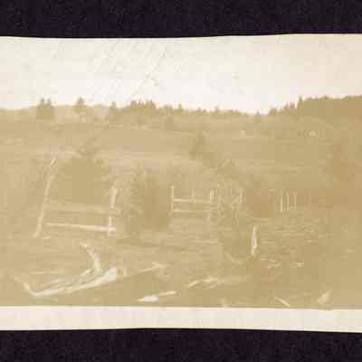 Photograph of Acreage with Christmas trees, Date unknown