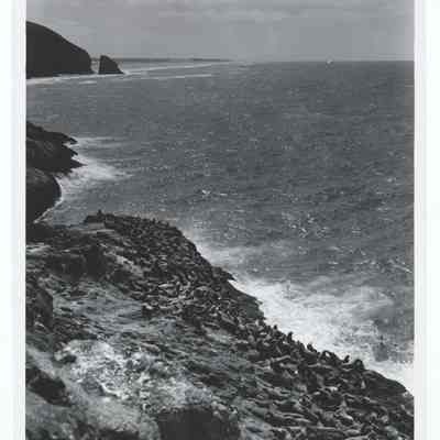 Photograph of Sea Lion Caves, Florence, Oregon, circa 1969