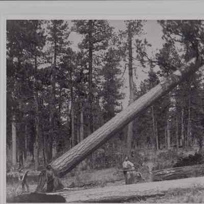 Photograph of Timber! Ponderosa Pine Falling