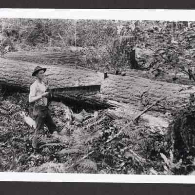 Photograph of logger, J.V. Irish at work