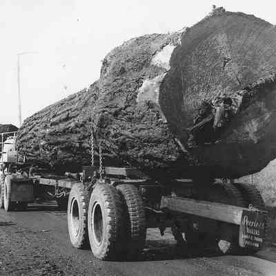 Photograph of two loaded logging trucks