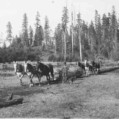 Photograph of yarding logs, circa 1901
