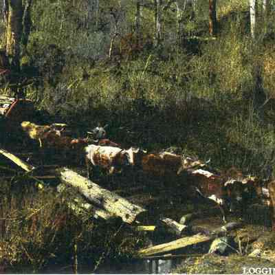 Photograph of a twelve ox team hitched to a hug log