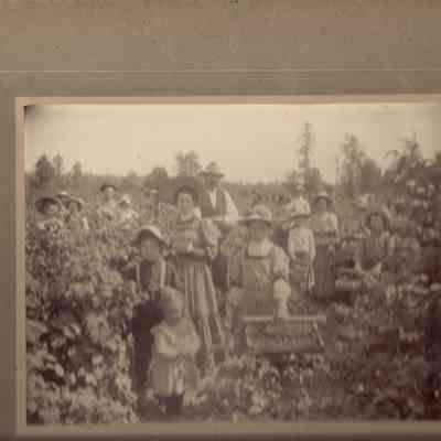 Harvest: Raspberry pickers picking raspberries, date unknown