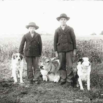 Photograph of Earl and Albert Leullan with dogs and calf, 1909