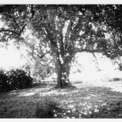Photograph of the Brattain-Hadley estate grounds, 1260 Main St, Springfield, Oregon, 1994-1998