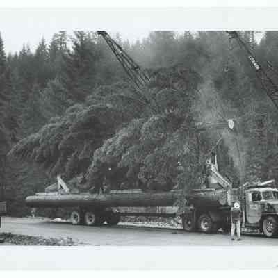 Photograph of the 1960's National Christmas Tree, Oregon's Presentation