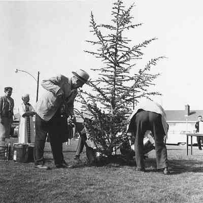 Photograph of planting Centennial Tree, 1959