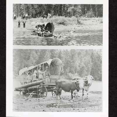 Photographs of 1) Cal Young and Family Crossing the McKenzie River in a covered Wagon and Ox Team . There is a Horse and rider on right side of photo.(2) Covered Wagon and Family , Ox Team have made it across the river . BACK Cal Young and Family swimming the McKenzie River. Trail to Rail Days.