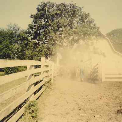 Photograph of Driving Cattle to Barn, Seavey Farm, 1996