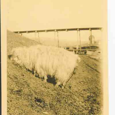 Photograph of a sheep grazing, Marcola, Oregon