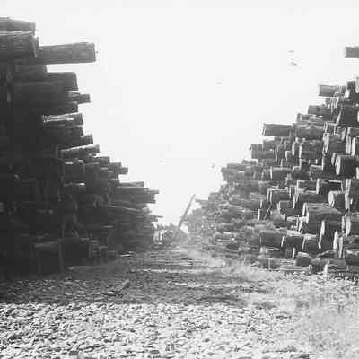 Photograph of Log Stacks at Rosboro Pond, 1950