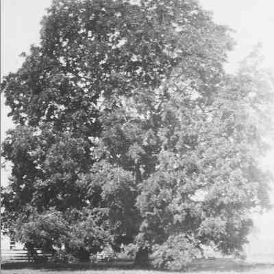 Black Walnut Tree planted by Paul Brattain