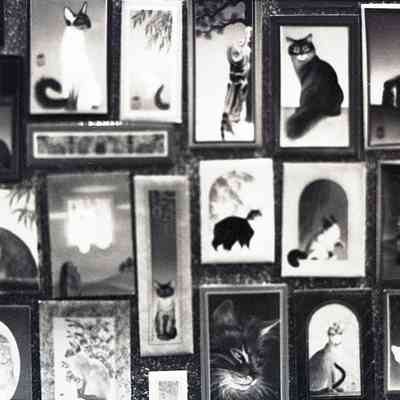 Cat Show?