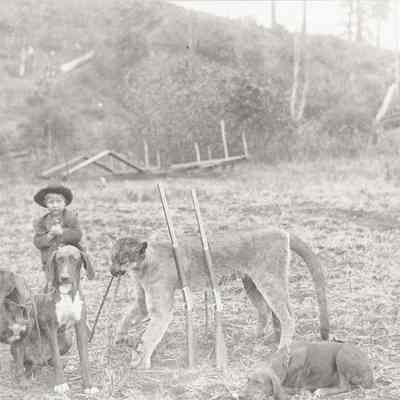 Harry W. Veatch, as a young boy, with 3 hunting dogs and dead cougar