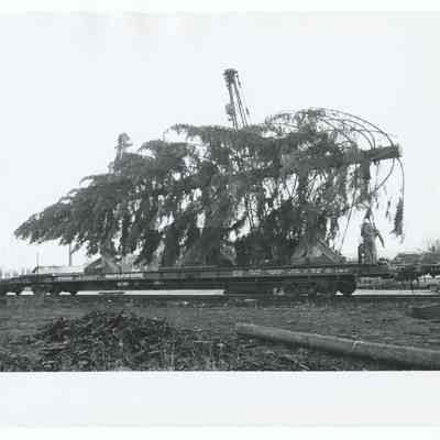Photograph of the 1960's National Christmas Tree, Oregon's Presentation