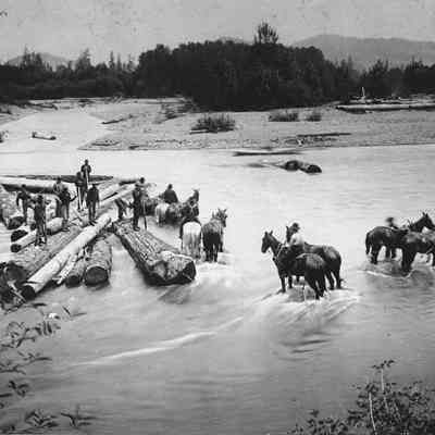 Photograph of men on horses moving logs, Willamette River, Oregon, undated