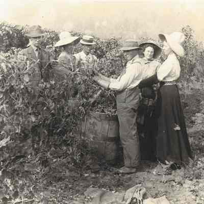 Photograph of hops pickers at the Seavey Hopyard, Oregon, 1910