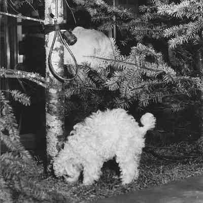 Photograph of white Poodle sniffing tree at Shoppers Paradise event, Springfield, Oregon, 1957