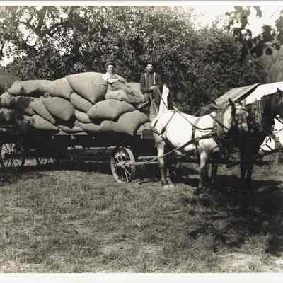 Wagon Loads of bagged Hops