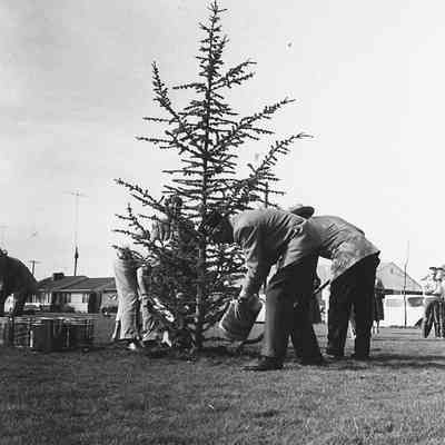 Photograph of planting of Centennial Tree, 1959