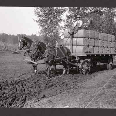 Photograph of Man on Horse Drawn Wagon, undated