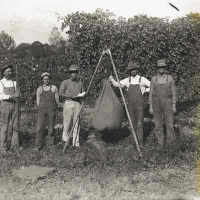 Photograph of farmers in a hopyard, Oregon