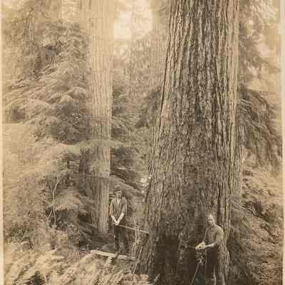 Photograph of two lumberjacks standing on a springboard with their saws
