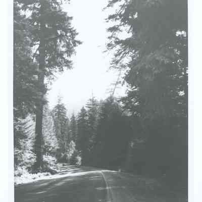 Photograph of the McKenzie Highway (?), Oregon, circa 1950