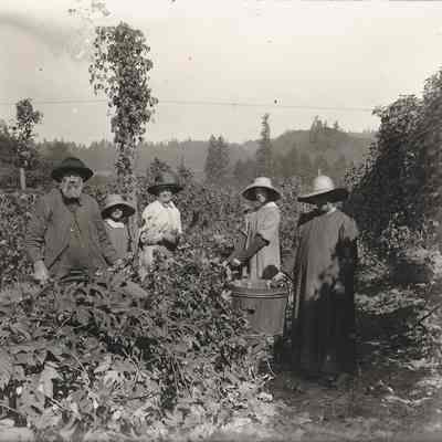 Photograph of farmers picking hops at Seavey Hops Yard, Oregon