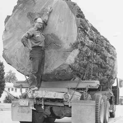 Photograph of a man touching a large log on a truck, circa 1958