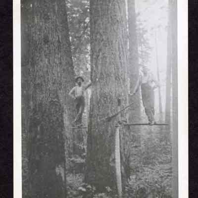 Photograph of two loggers standing on springboard in tree with axes and saw, above Wendling, Oregon