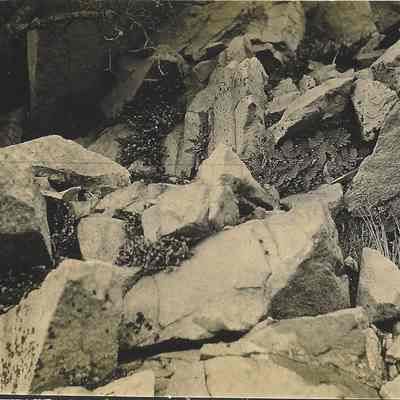 Photograph, Plants and Rocks - 6 photos