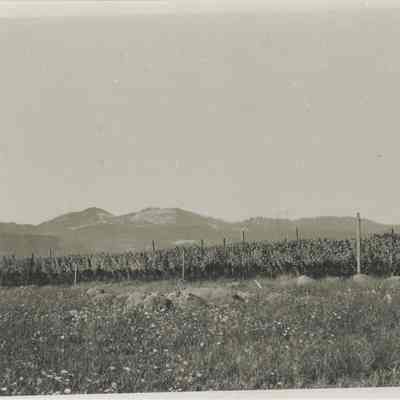 Anderson Hop Field