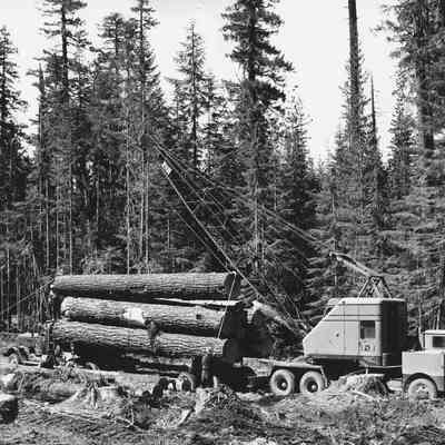 Photograph of loading logs onto a truck