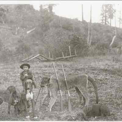 Photograph of young Harry Veatch with a cougar & dogs, circa 1890-1920