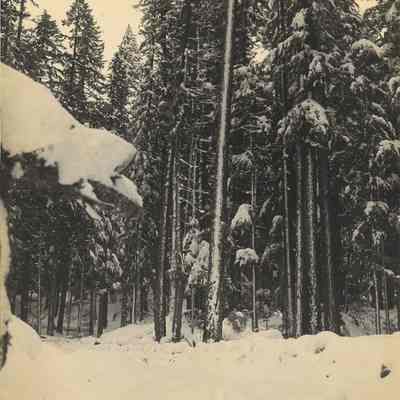 Photograph of Trees in Snow, Date Unknown